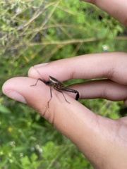 Leptoglossus gonagra