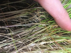 Festuca myuros