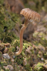 Lichenomphalia