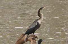 Anhinga novaehollandiae
