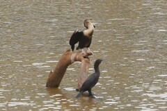 Anhinga novaehollandiae