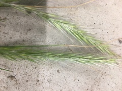 Festuca myuros