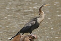 Anhinga novaehollandiae