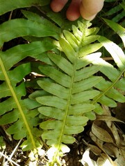 Neoblechnum brasiliense