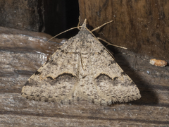 Frederickia s-signata