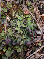 Peltigera venosa