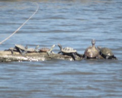 Malaclemys terrapin
