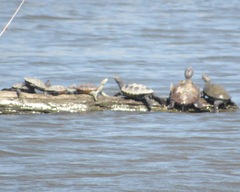 Malaclemys terrapin