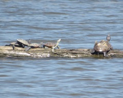 Malaclemys terrapin