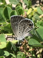 Hemiargus ceraunus