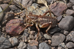 Cyphoderris monstrosa