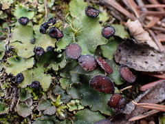 Peltigera venosa