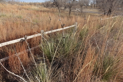 Yucca glauca