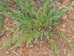 Juniperus communis saxatilis