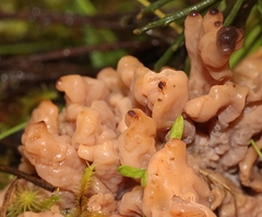 Clavulina vinaceocervina