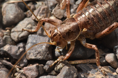 Cyphoderris monstrosa