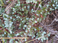 Juniperus communis saxatilis