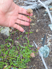 Monardella purpurea