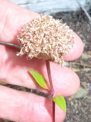 Monardella purpurea