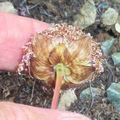 Monardella purpurea