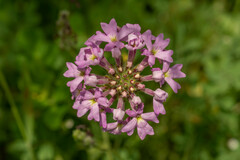 Glandularia laciniata