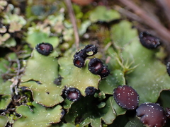 Peltigera venosa