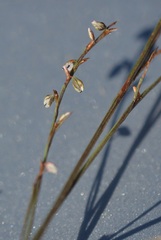 Polygonum douglasii