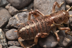 Cyphoderris monstrosa