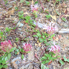 Monardella purpurea