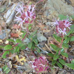 Monardella purpurea
