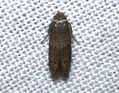 Pigritia
