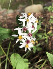 Eurybia