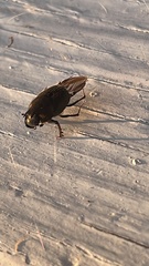 Onthophagus hecate