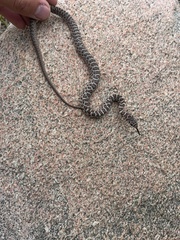 Coluber constrictor flaviventris