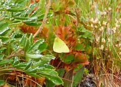 Colias occidentalis