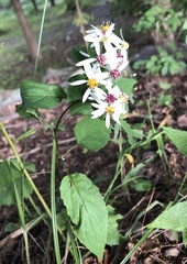 Eurybia