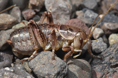 Cyphoderris monstrosa
