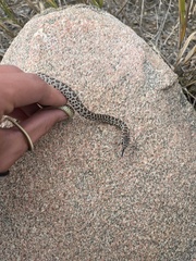 Coluber constrictor flaviventris