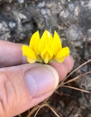 Lotus campylocladus image