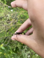 Leptoglossus gonagra