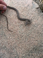 Coluber constrictor flaviventris