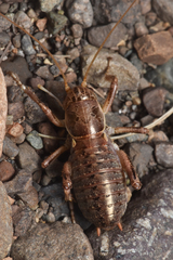 Cyphoderris monstrosa