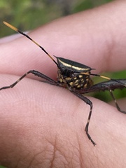 Leptoglossus gonagra