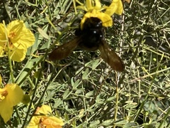 Xylocopa californica
