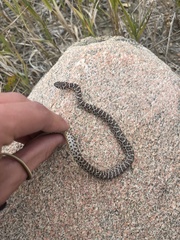 Coluber constrictor flaviventris