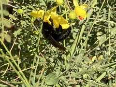 Xylocopa californica