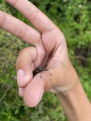 Leptoglossus gonagra