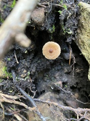 Flammulaster erinaceellus