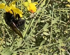 Xylocopa californica