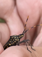 Leptoglossus gonagra